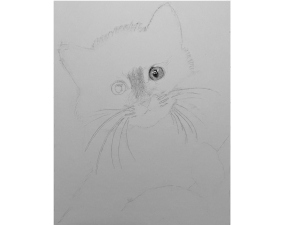 Kitten Process Image 05