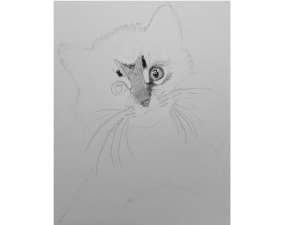 Kitten Process Image 06