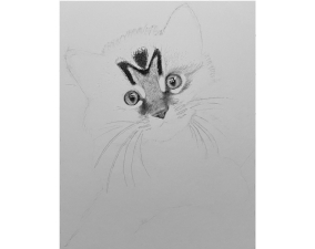 Kitten Process Image 07