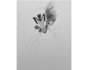 Kitten Process Image 08