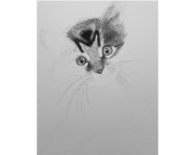 Kitten Process Image 09