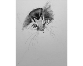 Kitten Process Image 10