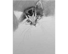 Kitten Process Image 11