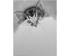 Kitten Process Image 12