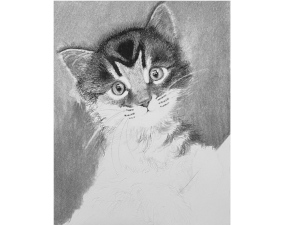 Kitten Process Image 13