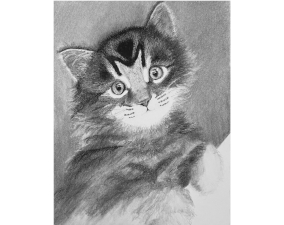 Kitten Process Image 14